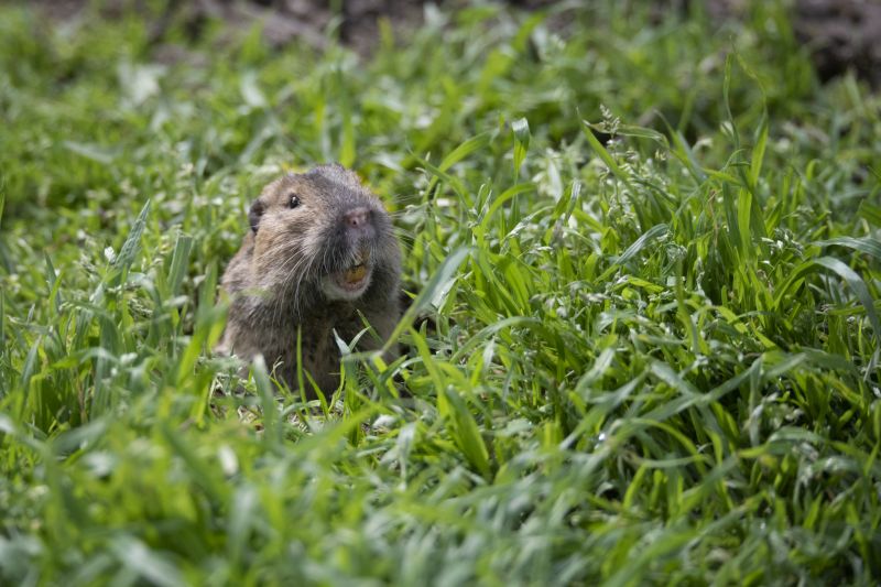 Effective Gopher Control Strategies — Cost of Gopher Control