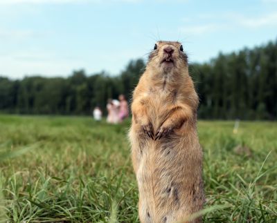Effective Gopher Control Strategies — Cost of Gopher Control