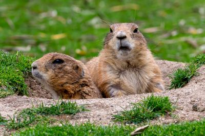 Effective Gopher Control Strategies — Cost of Gopher Control
