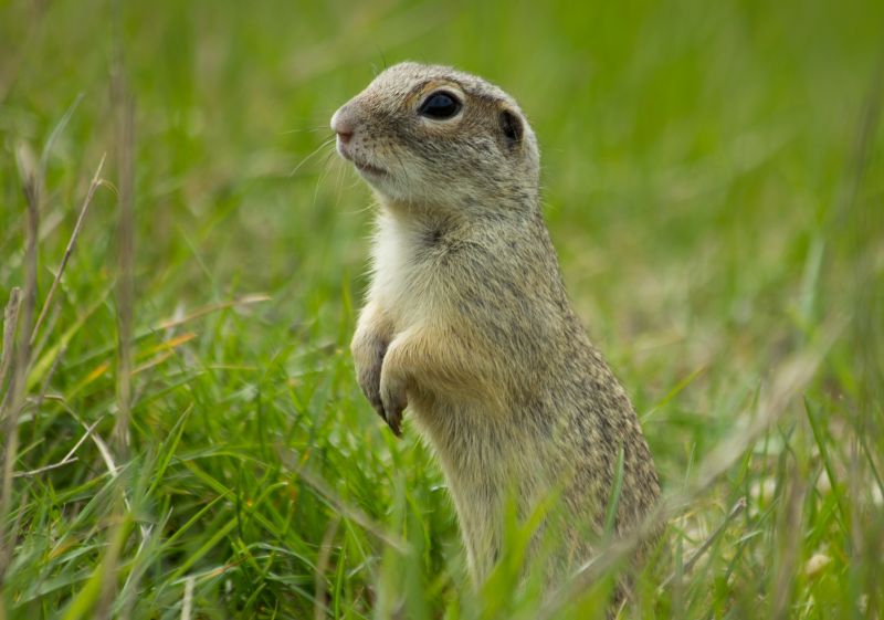 Gopher Control