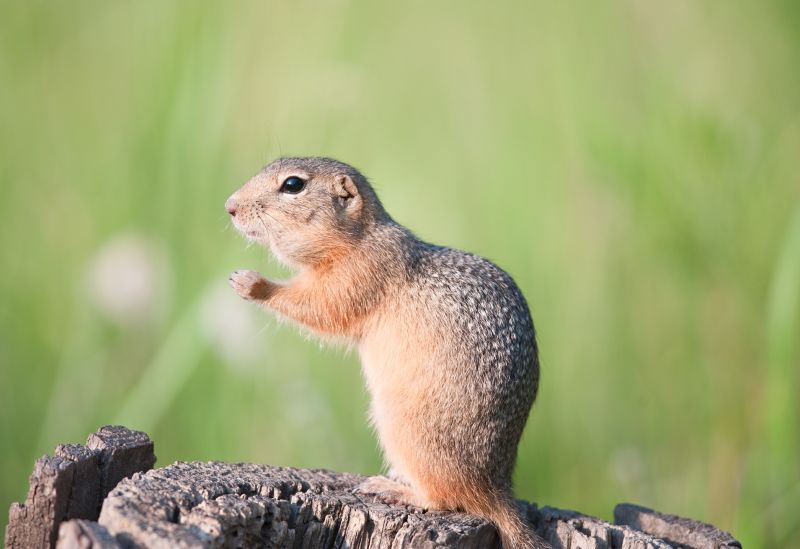 Gopher Tunnels And Burrows: What They Mean For Your Yard