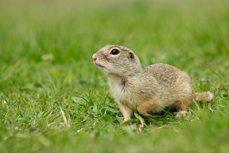 Gopher Tunnels And Burrows: What They Mean For Your Yard