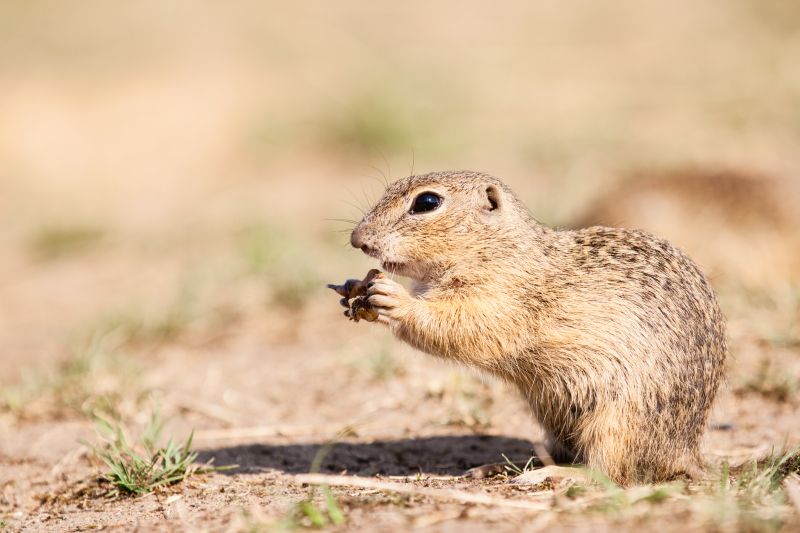 Gopher Tunnels And Burrows: What They Mean For Your Yard
