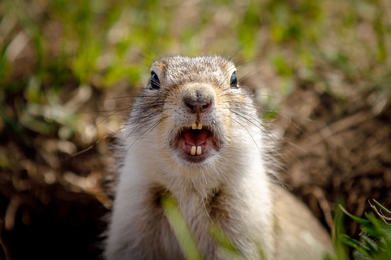 Health And Safety Risks Associated With Gopher Infestations