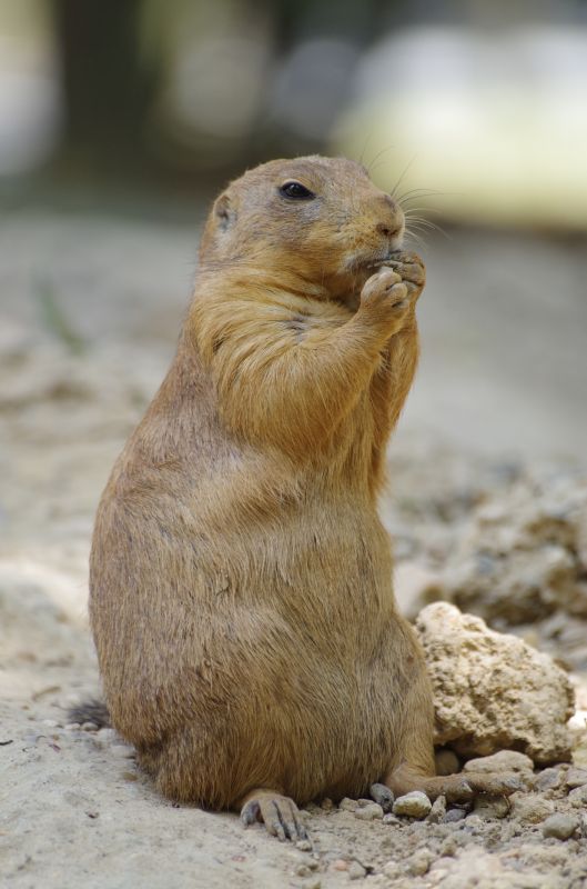 How Gophers Damage Lawns, Landscapes, And Properties