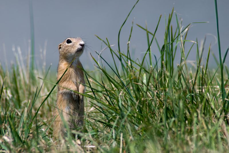 Signs You Have A Gopher Problem On Your Property
