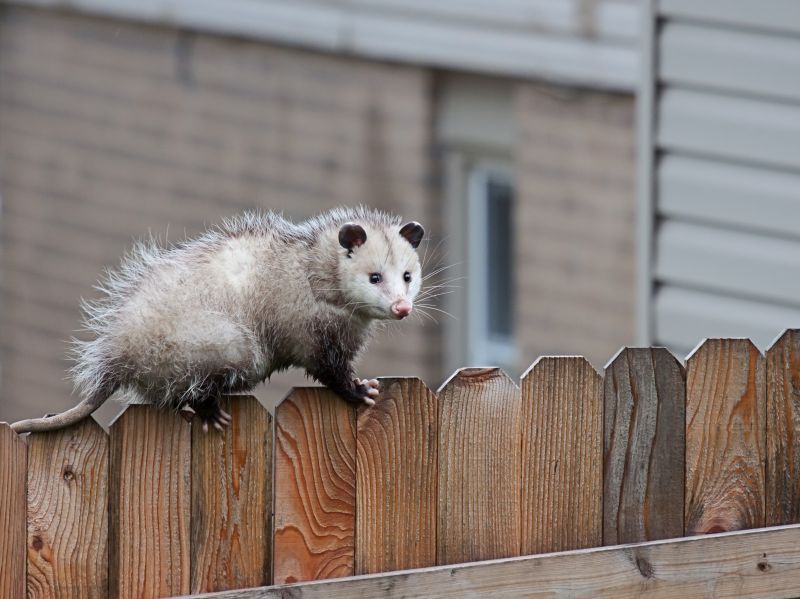 Opossum Entry