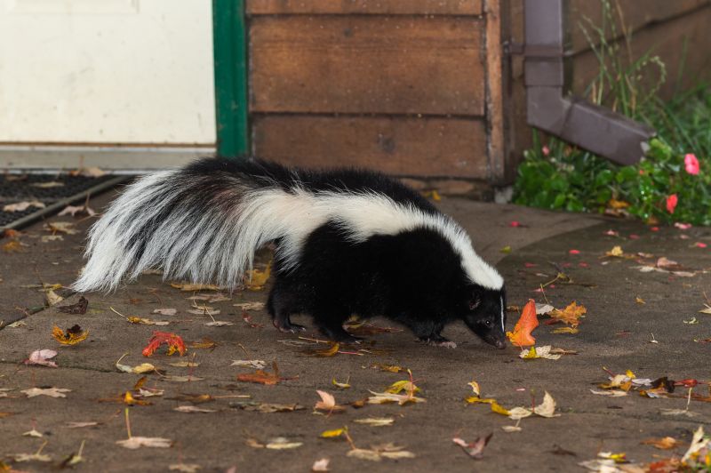 Skunk Digs