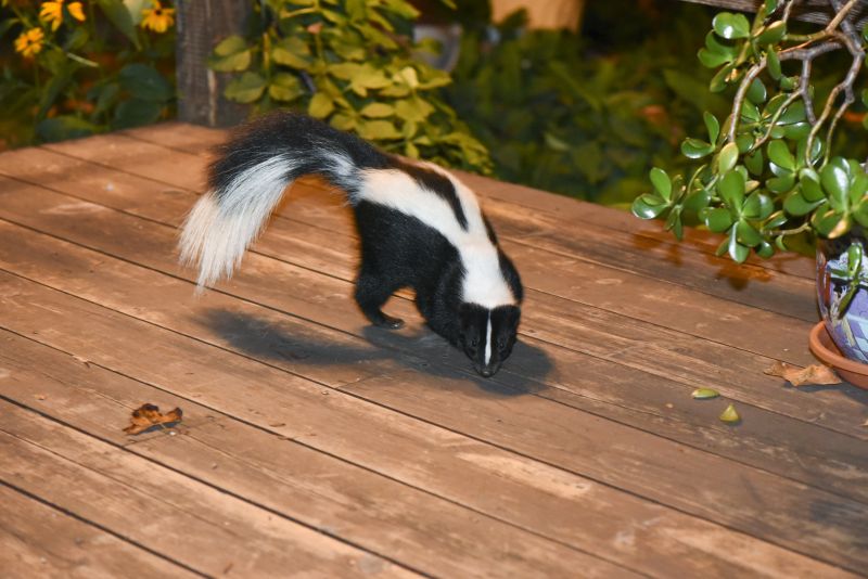 Skunks Under Deck
