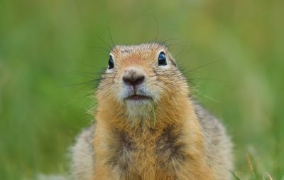 Get Gophers Removed!